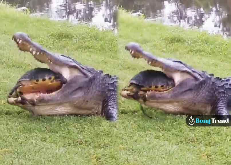 ভাইরাল ভিডিও crorodile trying to eat turtle viral video
