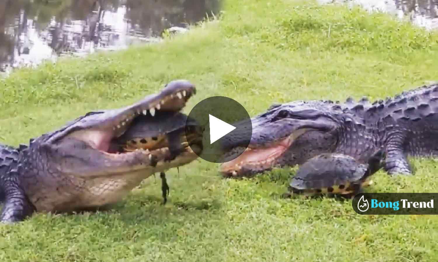 ভাইরাল ভিডিও crorodile trying to eat turtle viral video