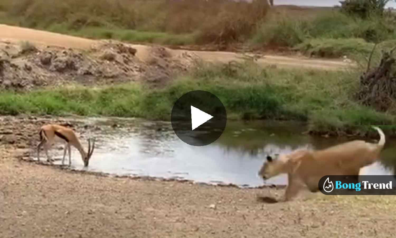 Deer outsmarted lion viral video ভাইরাল ভিডিও
