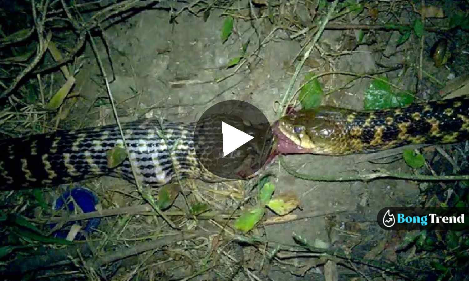 Snake Fight Viral video