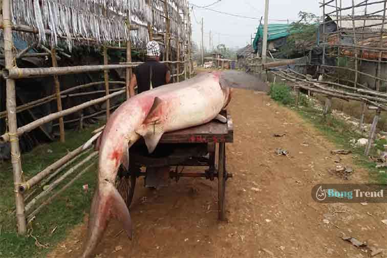 দিঘা Digha 600kg Giant Fish ৬০০ কেজির হাঙ্গর মাছ