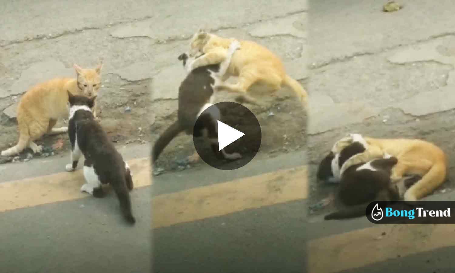Cats fighting on road viral video বিড়ালের যুদ্ধ ভাইরাল ভিডিও
