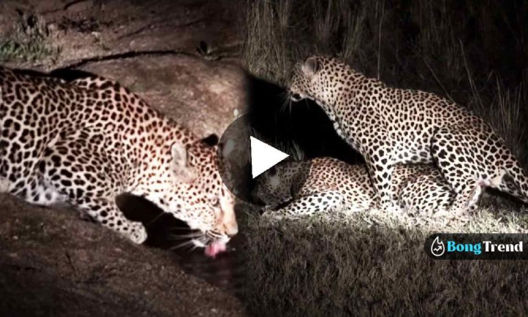 Cheetah Mating Viral Video চিতা বাঘ ভাইরাল ভিডিও