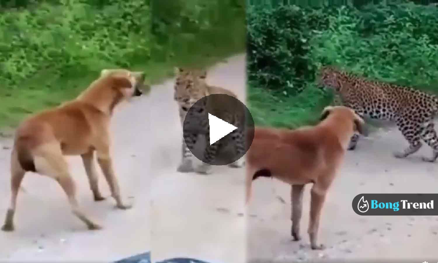 Viral Video ভাইরাল ভিডিও Cheetah Scared by Dog