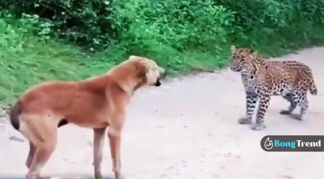 Viral Video ভাইরাল ভিডিও Cheetah Scared by Dog