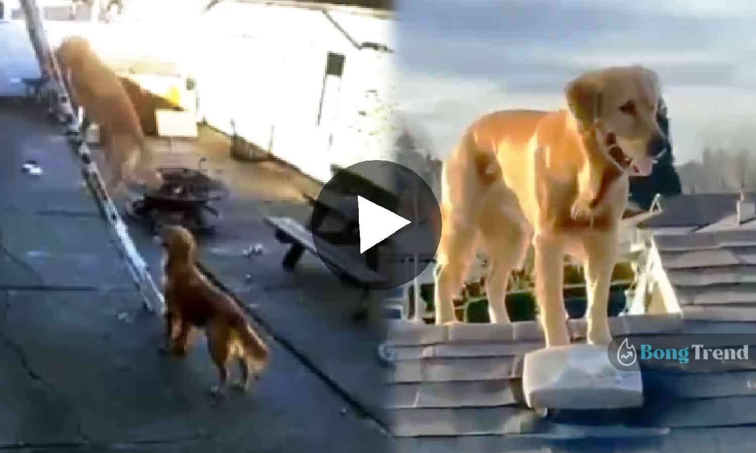 Dog Climbs Ladder Viral Video কুকুর মই দিয়ে চড়ল ভাইরাল ভিডিও