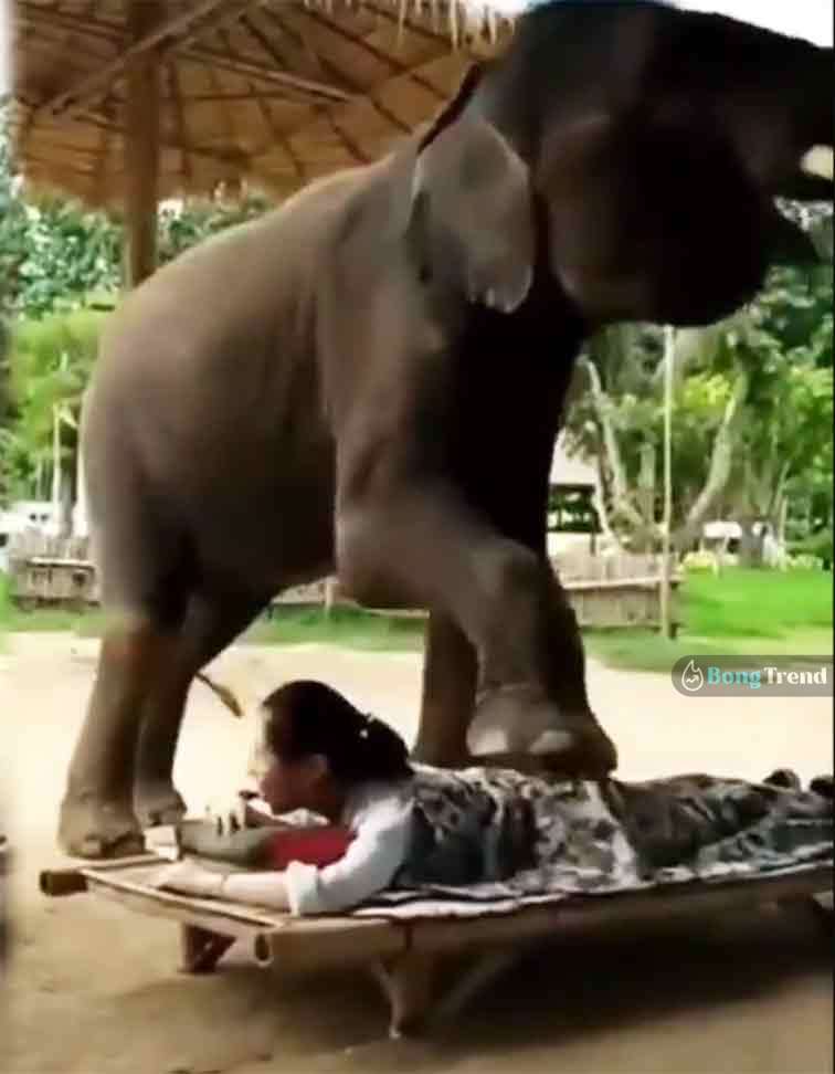 Viral Video of Elephant Massage ভাইরাল ভিডিও হাতির ম্যাসাজ