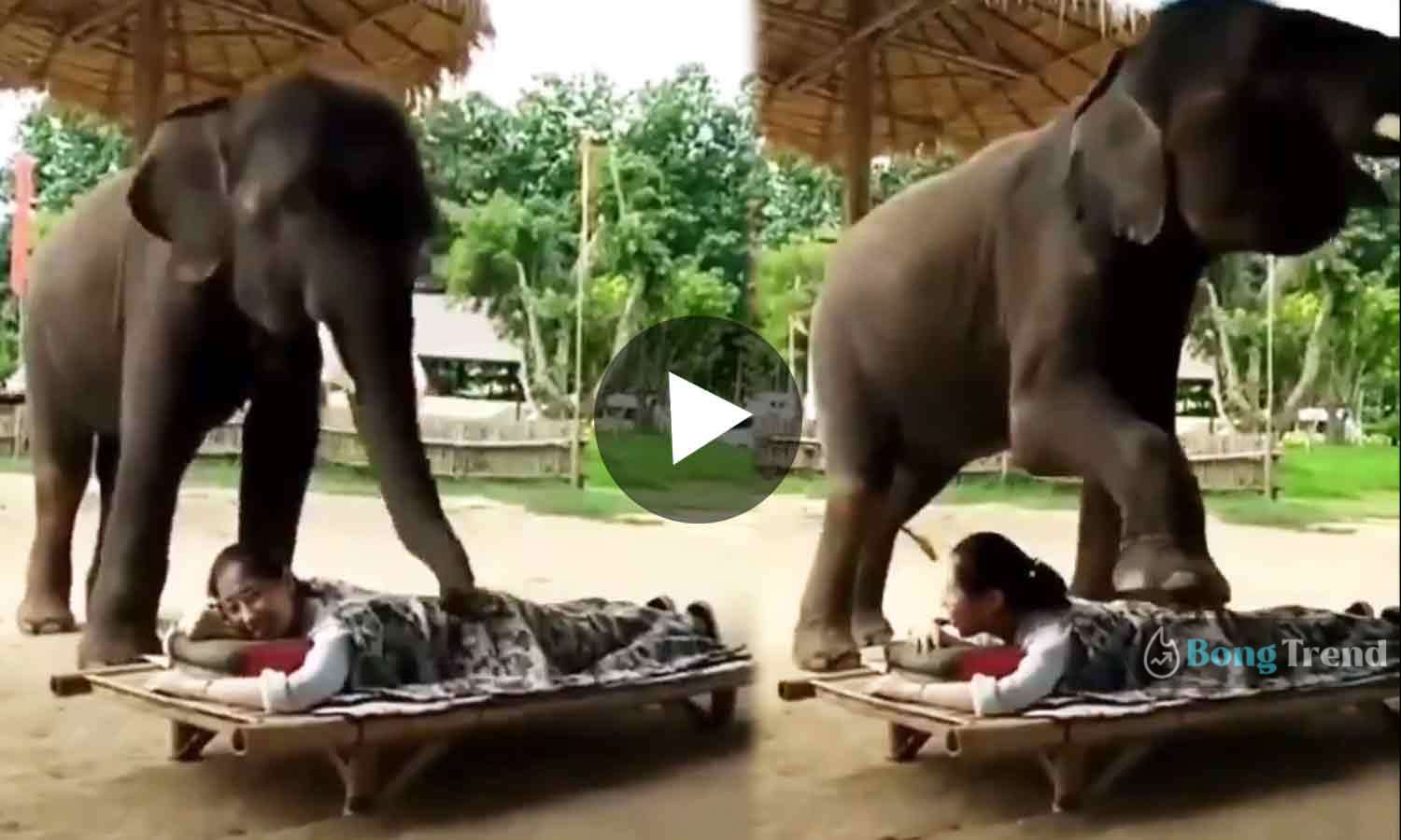 Viral Video of Elephant Massage ভাইরাল ভিডিও হাতির ম্যাসাজ
