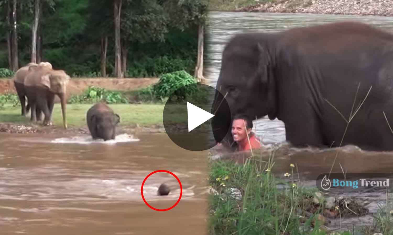 Elephant Saves Man from Drowning Viral Videoহাতি বাঁচালো এক মানুষের প্রাণ ভাইরাল ভিডিও