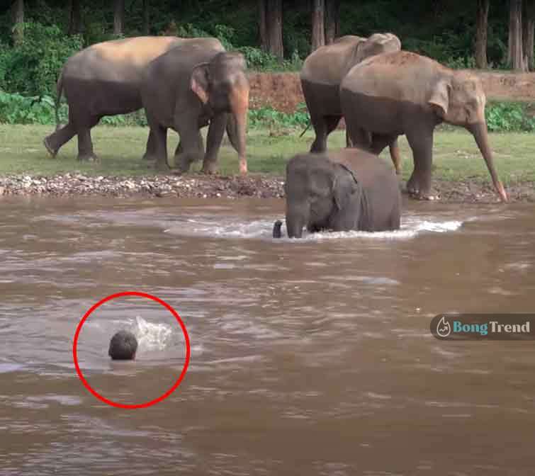 Elephant Saves Man from Drowning Viral Videoহাতি বাঁচালো এক মানুষের প্রাণ ভাইরাল ভিডিও