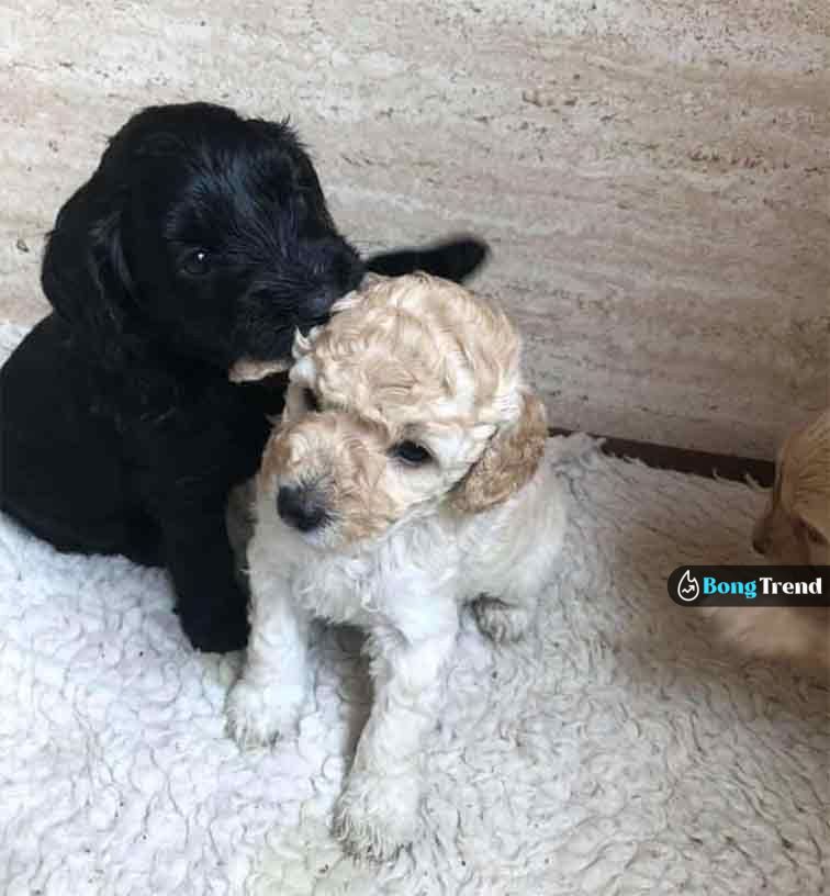 Cute Puppy Rosy Montyhugging each other Viral Photo ভাইরাল ছবি