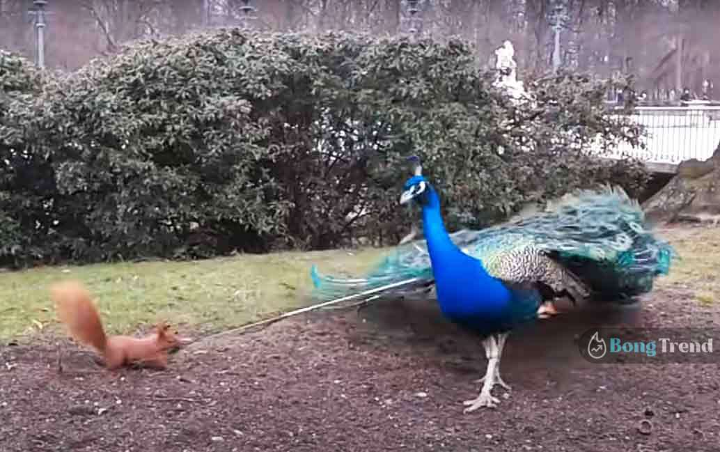 Squirrel fights with peacock viiral video কাঠবেড়ালি ও ময়ূরের লড়াই ভাইরাল ভিডিও