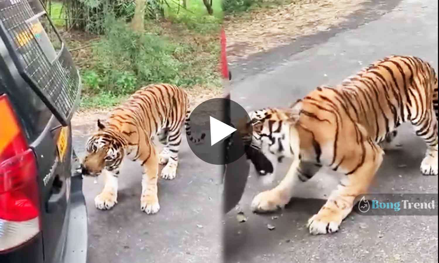 Tiger in Safari Park came out on Road Viral VIdeo ভাইরাল ভিডিও