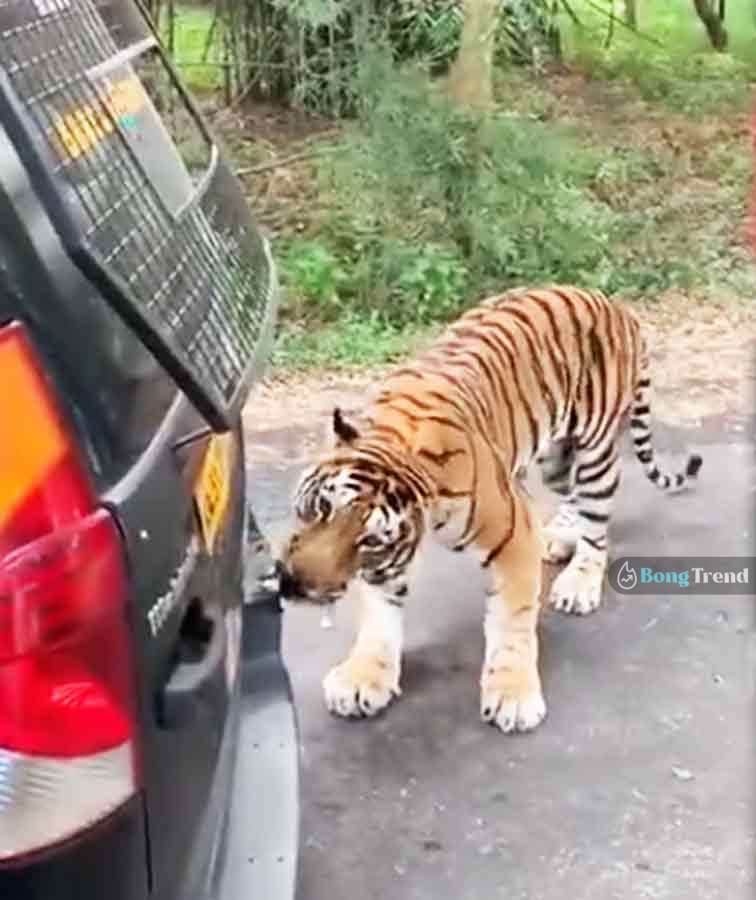 Tiger in Safari Park came out on Road Viral VIdeo ভাইরাল ভিডিও