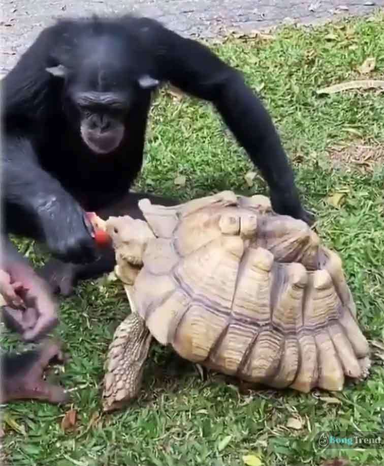 Viral Video Chimpanzee Shares Apple with friend Turtle