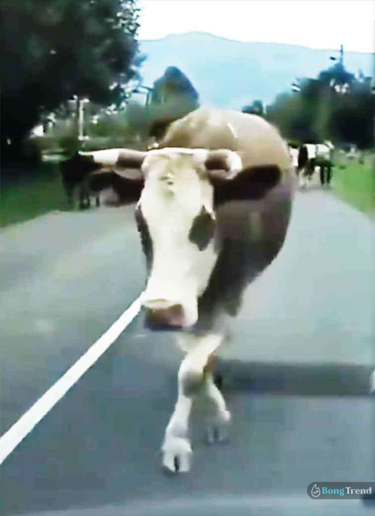 ভাইরাল ভিডিও Viral Video of Cow Catwalk