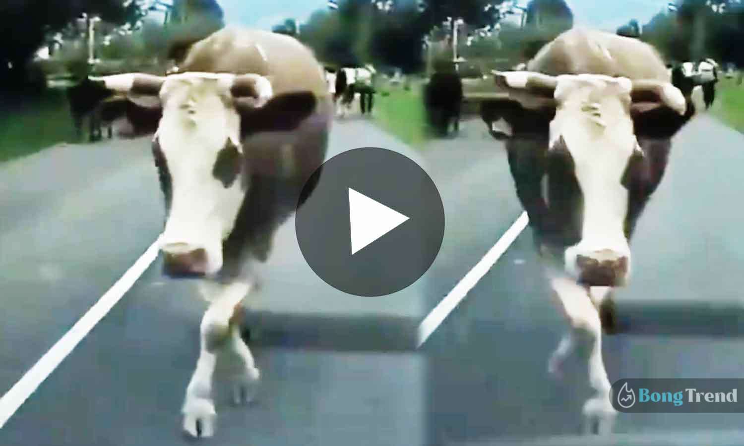 ভাইরাল ভিডিও Viral Video of Cow Catwalk