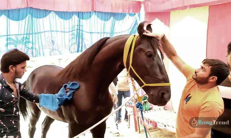 Salman Khan want to buy horse for 5 Crore Rupee