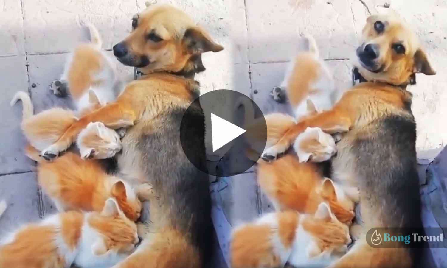 ভাইরাল ভিডিও Viral Video of Dog feeding cat babies milk