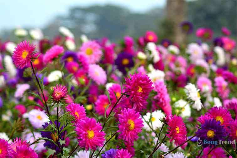Khirai Flower Valley of West Bengalক্ষীরাই