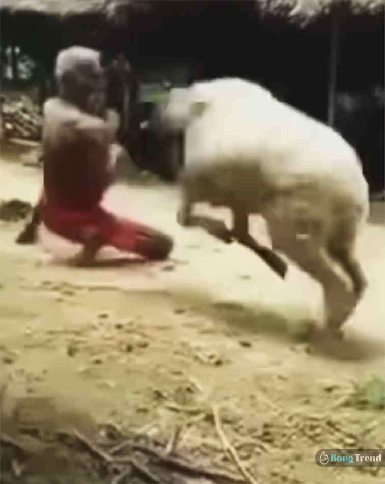 Viral Video ভাইরাল ভিডিও Old man fights with goat
