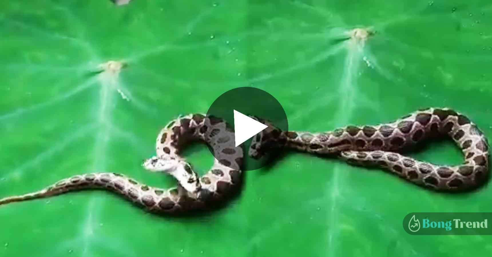 ভাইরাল ভিডিও Viral Video two head Rusell Snake