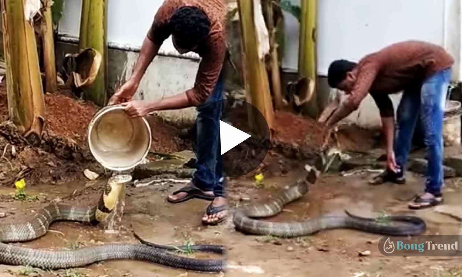 ভাইরাল ভিডিও Viral Video Bathing Cobra