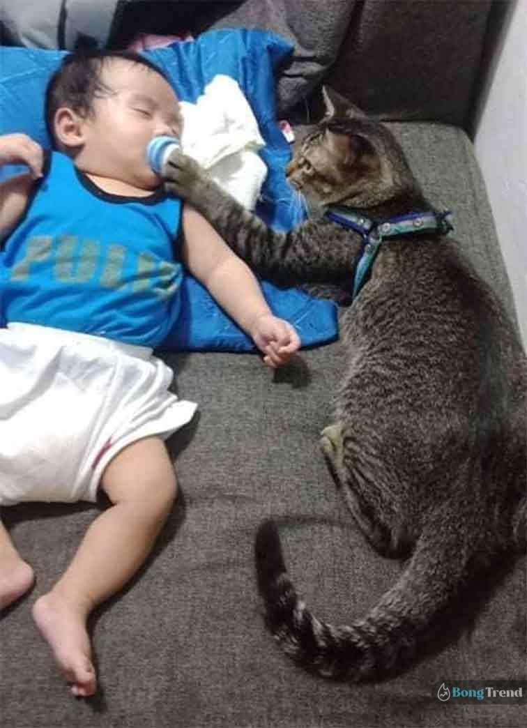 Cat Babysitting Viral Photo ভাইরাল ফটো