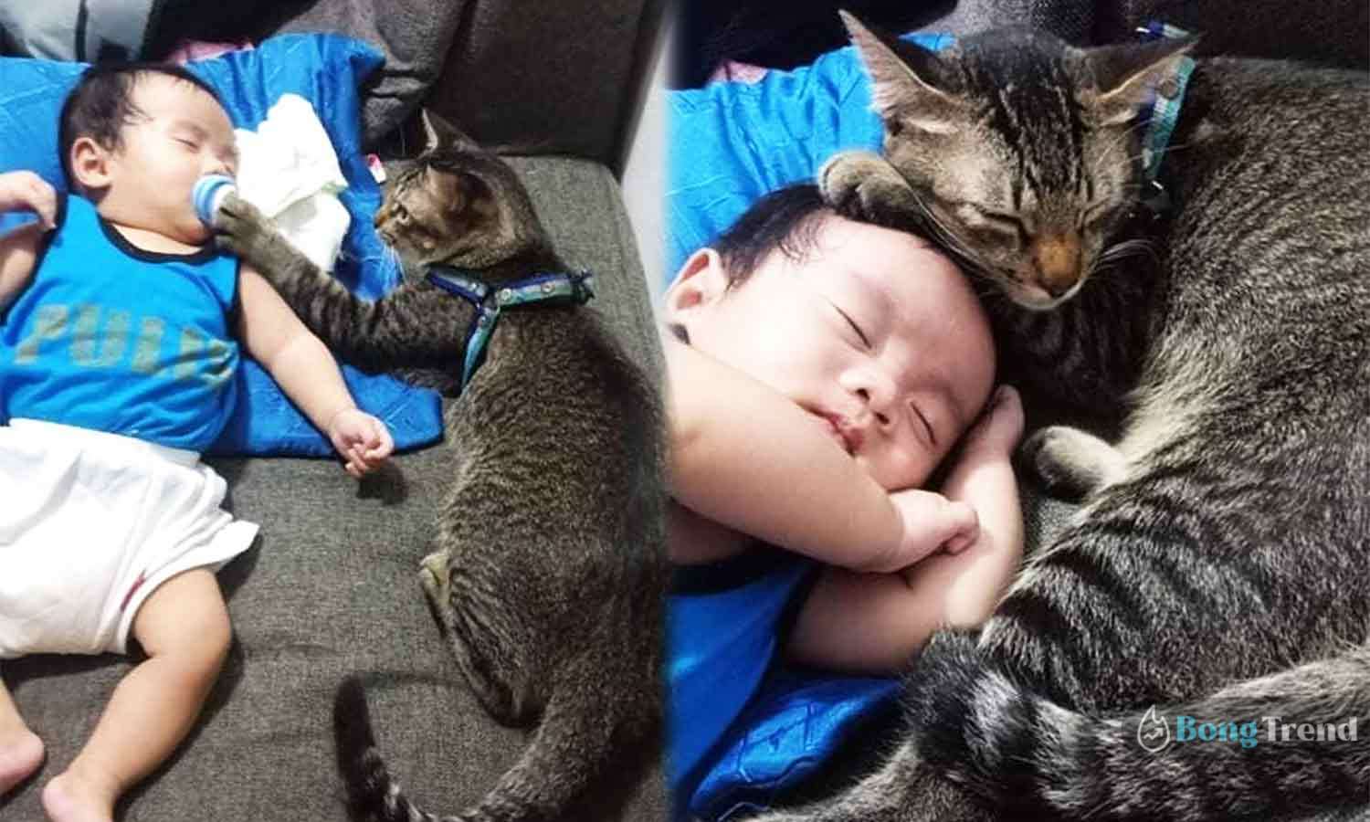 Cat Babysitting Viral Photo ভাইরাল ফটো