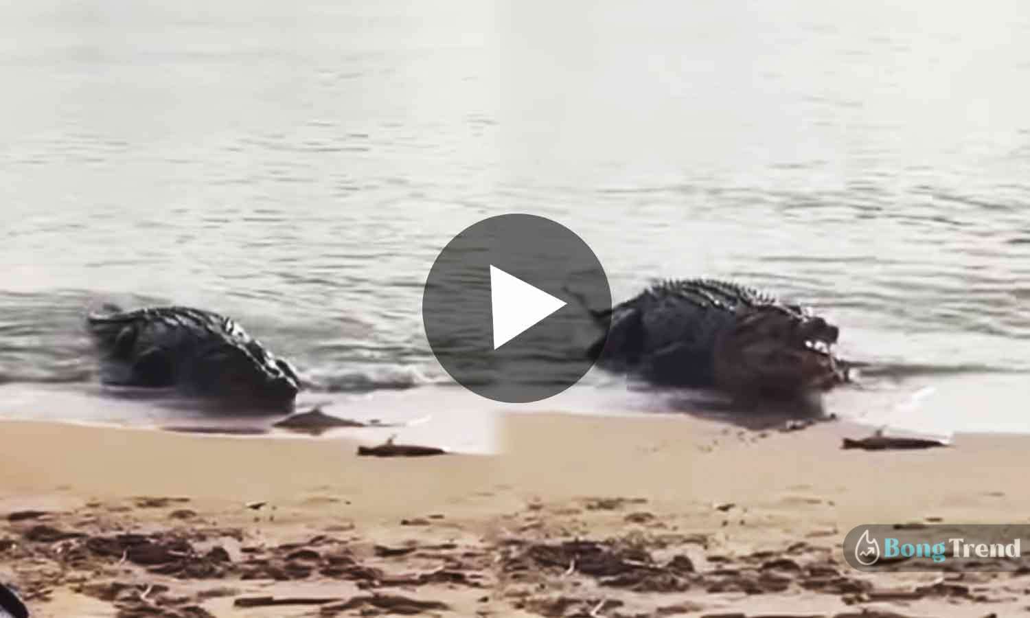 ভাইরাল ভিডিও Viral Video Crocodile Eating Shark on Sea beach