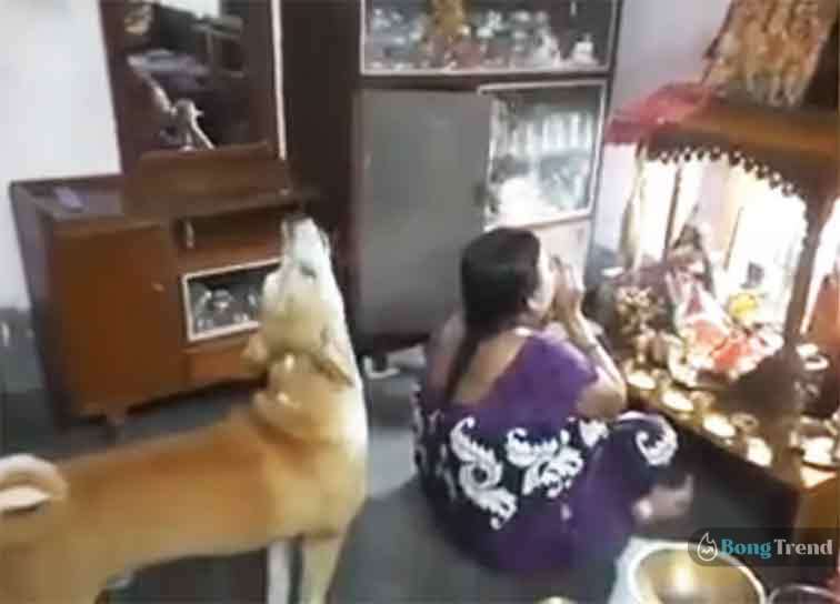 ভাইরাল ভিডিও Viral Video of Dog
