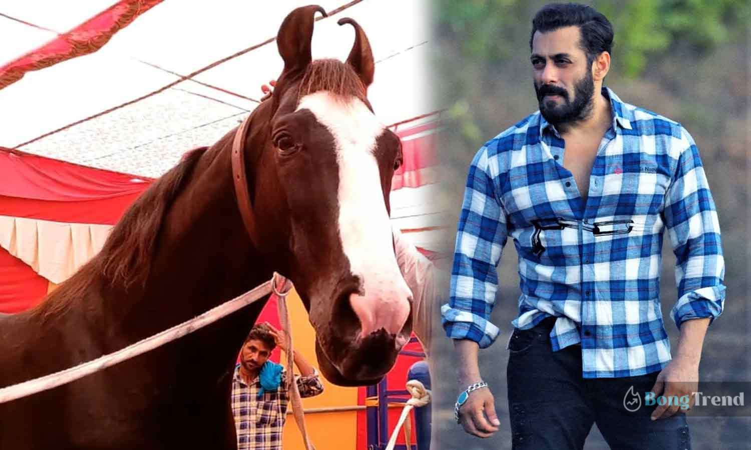 Salman Khan want to buy horse for 5 Crore Rupee