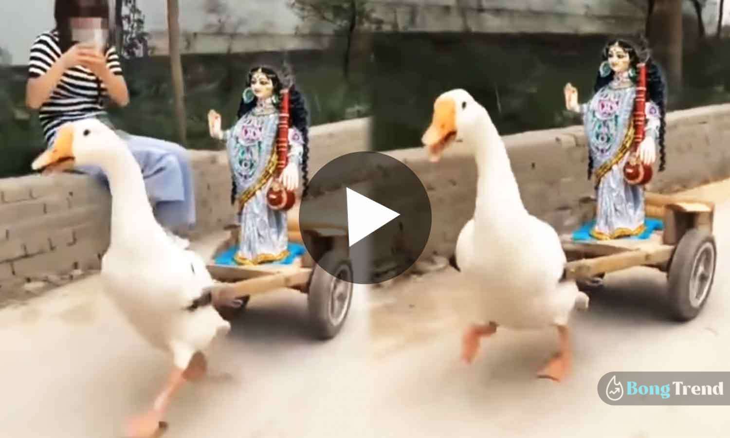 Swan Pulling Swaraswati Cart ভাইরাল ভিডিও Viral Video