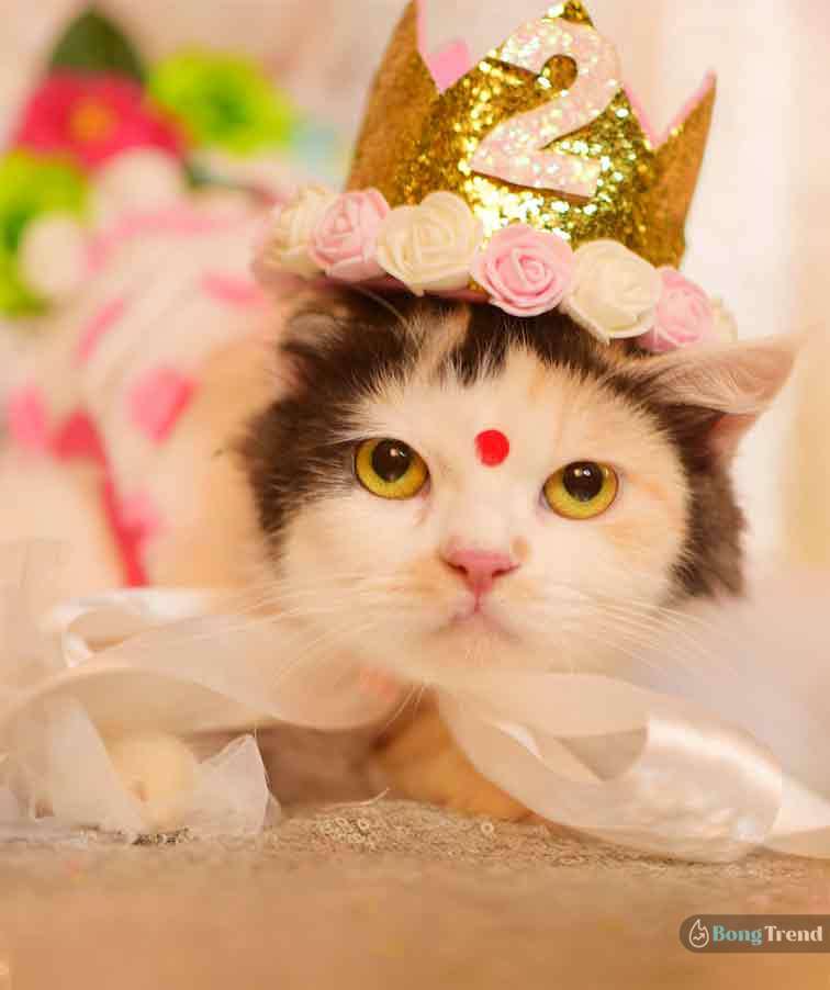 Viral Photo of Cat Birthday