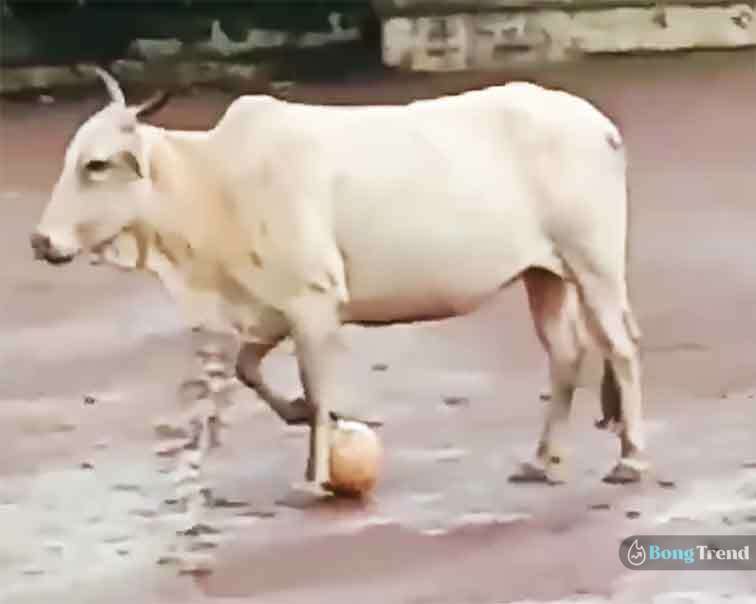 Cow Playing football,Viral Video,COw,Football,গরু,ফুটবল,ভাইরাল ভিডিও