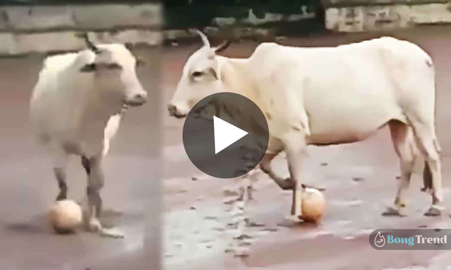Cow Playing Football Viral Video