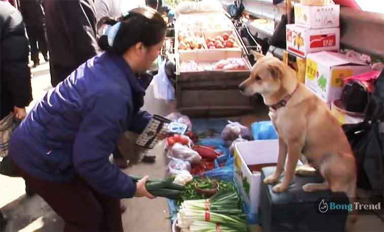 Dog Shopkeeper VIral Photos