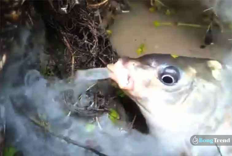 Fish Smoking Viral Video