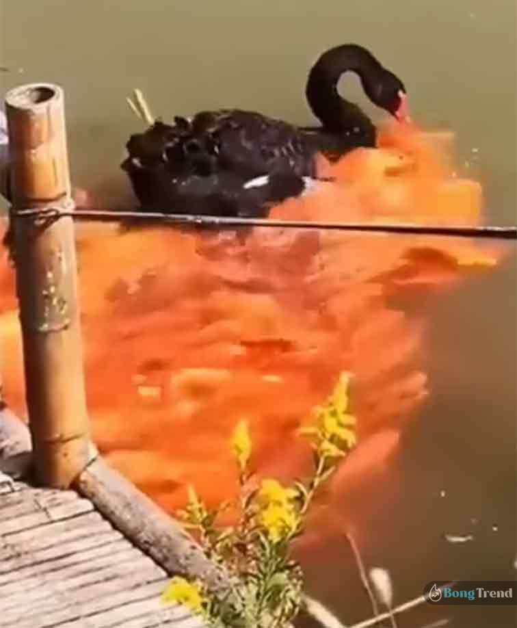 Viral Video Goose Feeding Fish