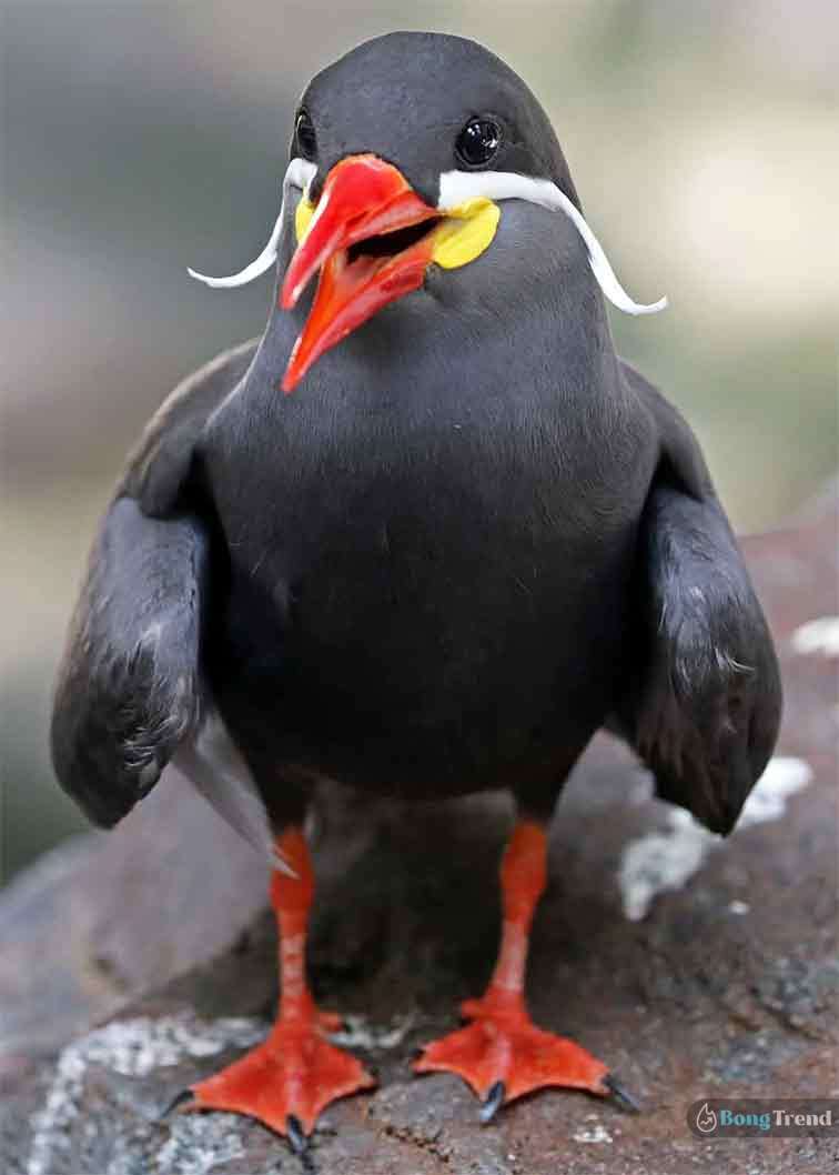 Inca Tern bird with moustache