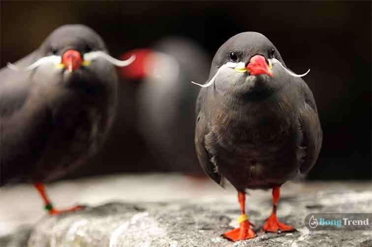 Inca Tern bird with moustache