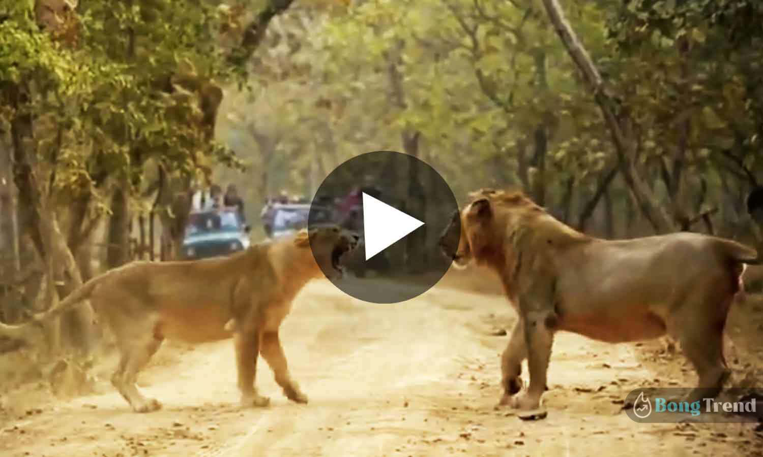 Viral Video Lion Fighting
