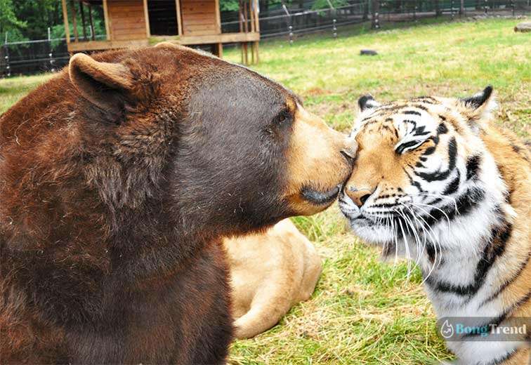 Lion Bengal Tiger Bear friends