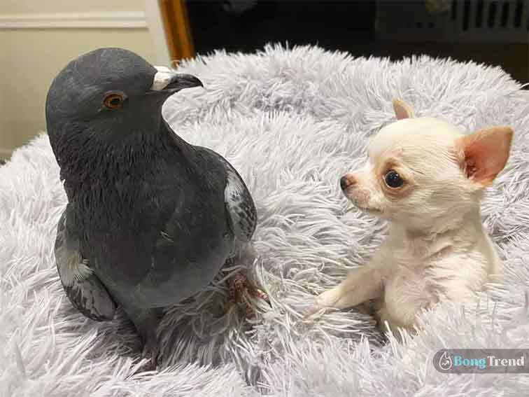Unique Puppy Pegion Friendship