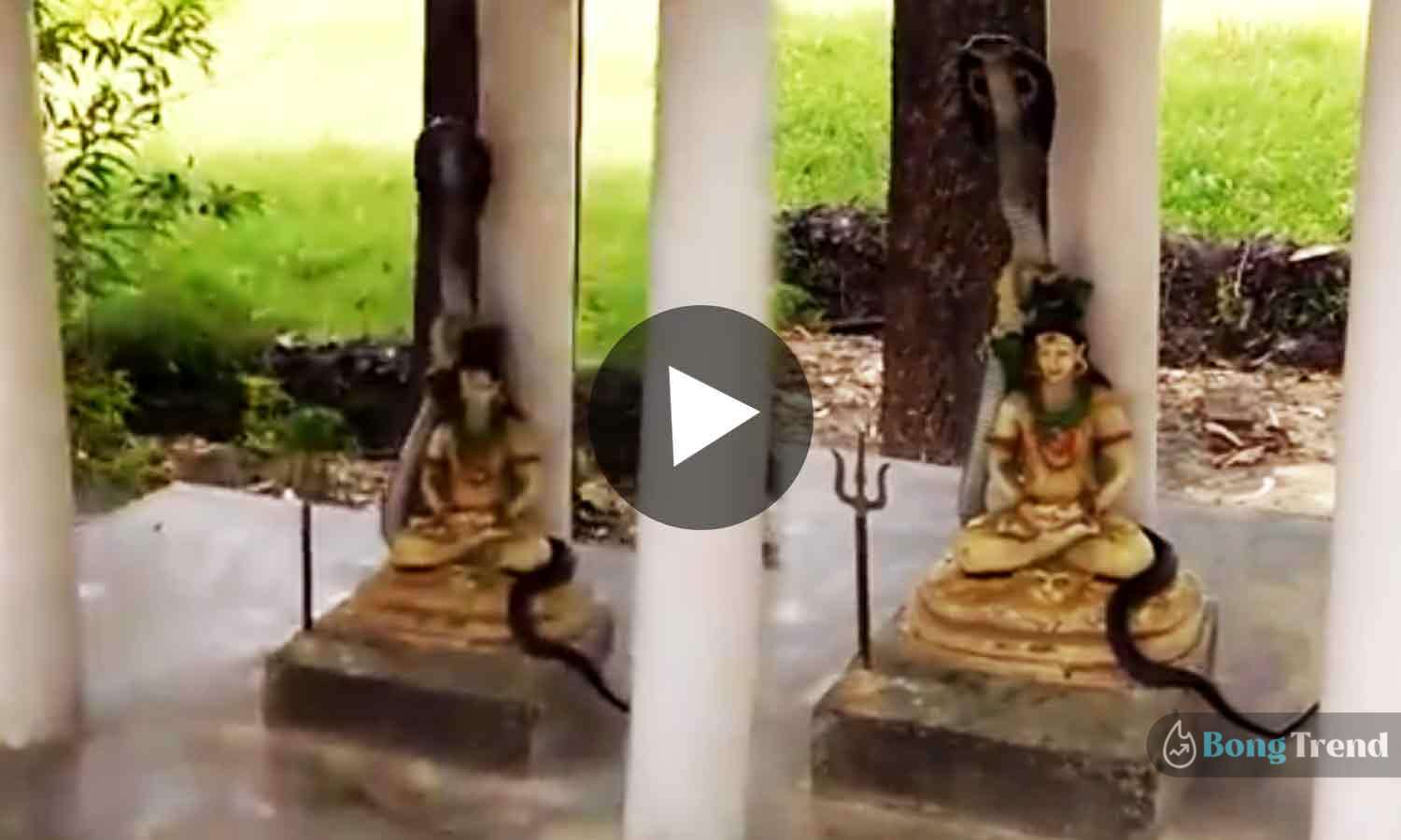 Viral Video of snake on shiva