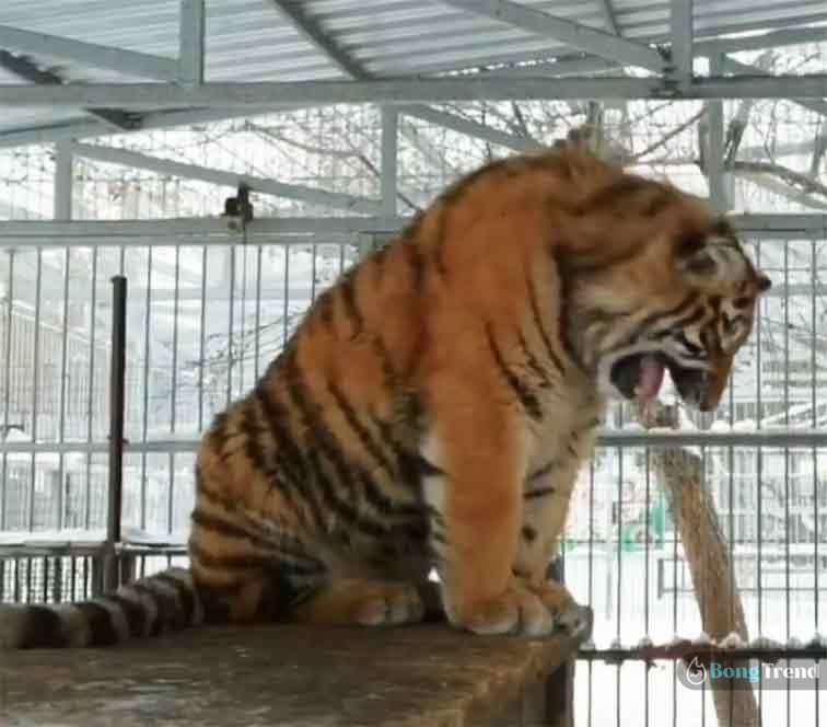 Viral Video Tiger singing