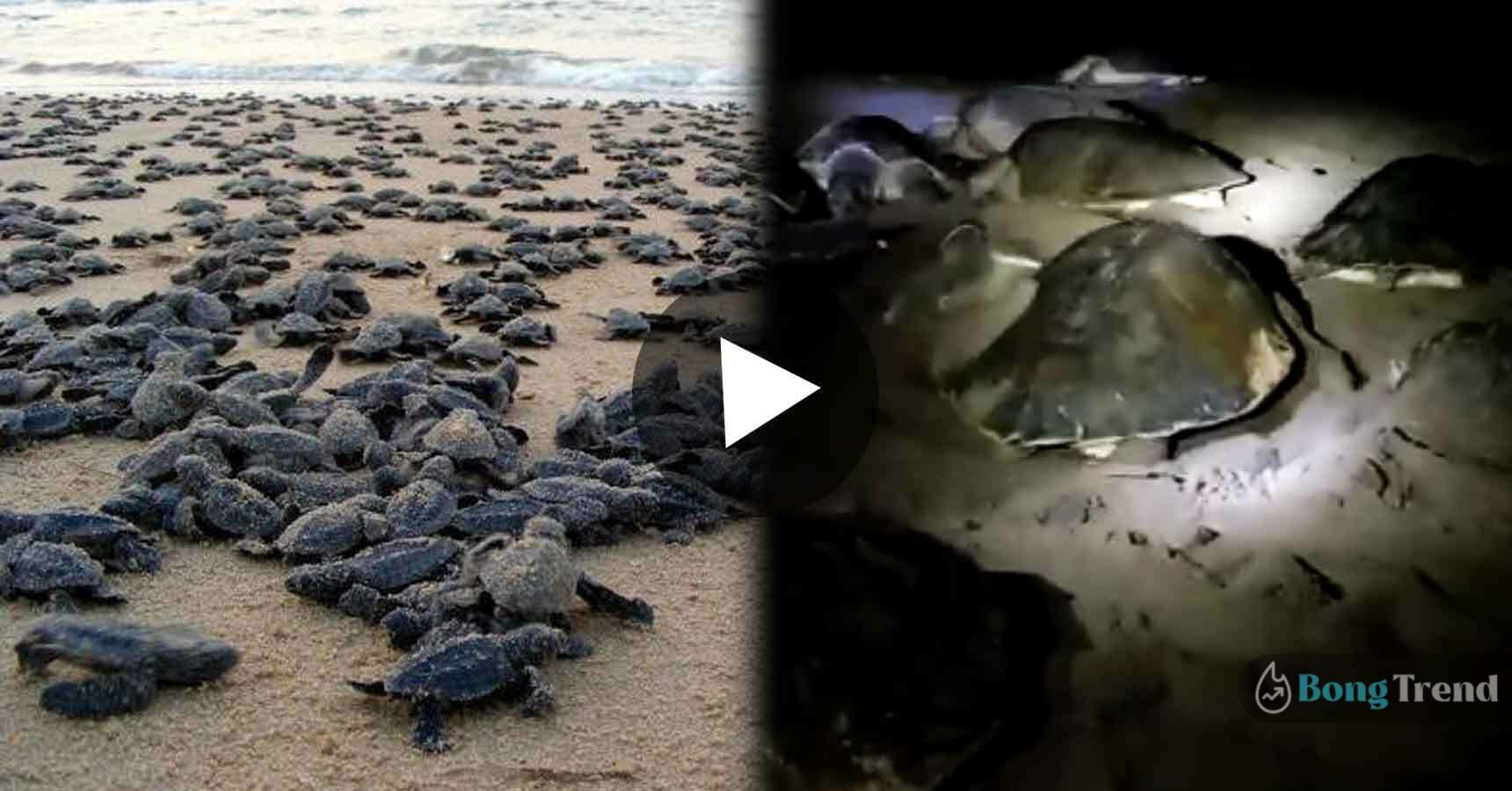 Viral VIdeo of thousands of turtles