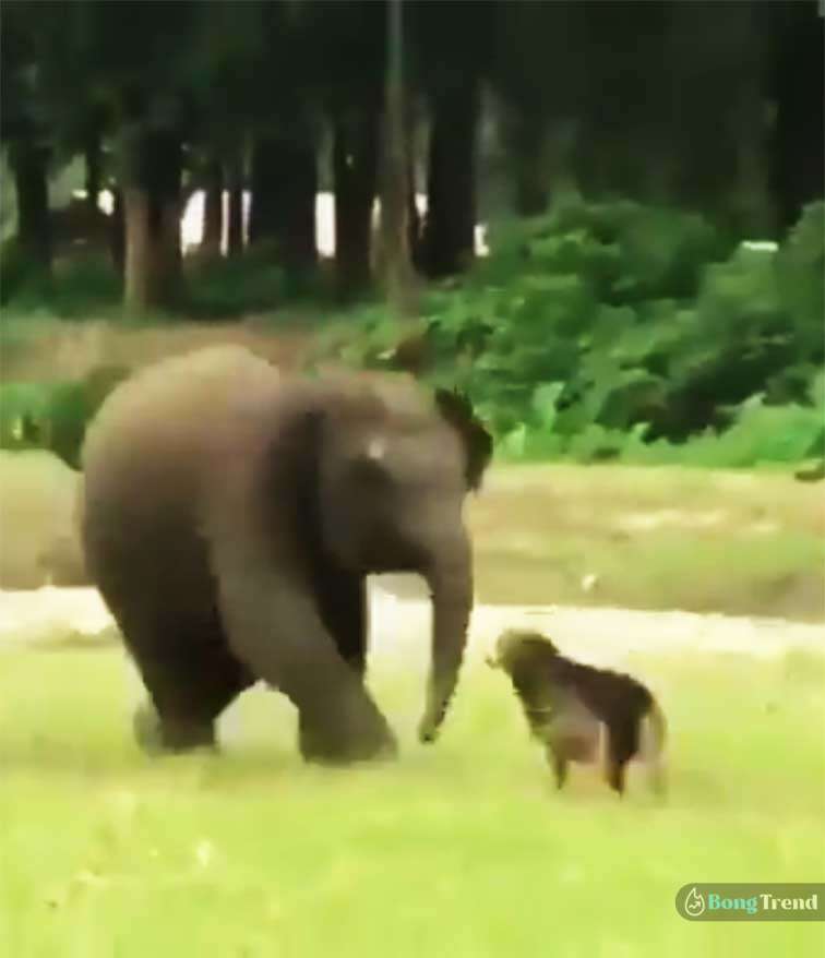 Dog playing with elephant Viral Video
