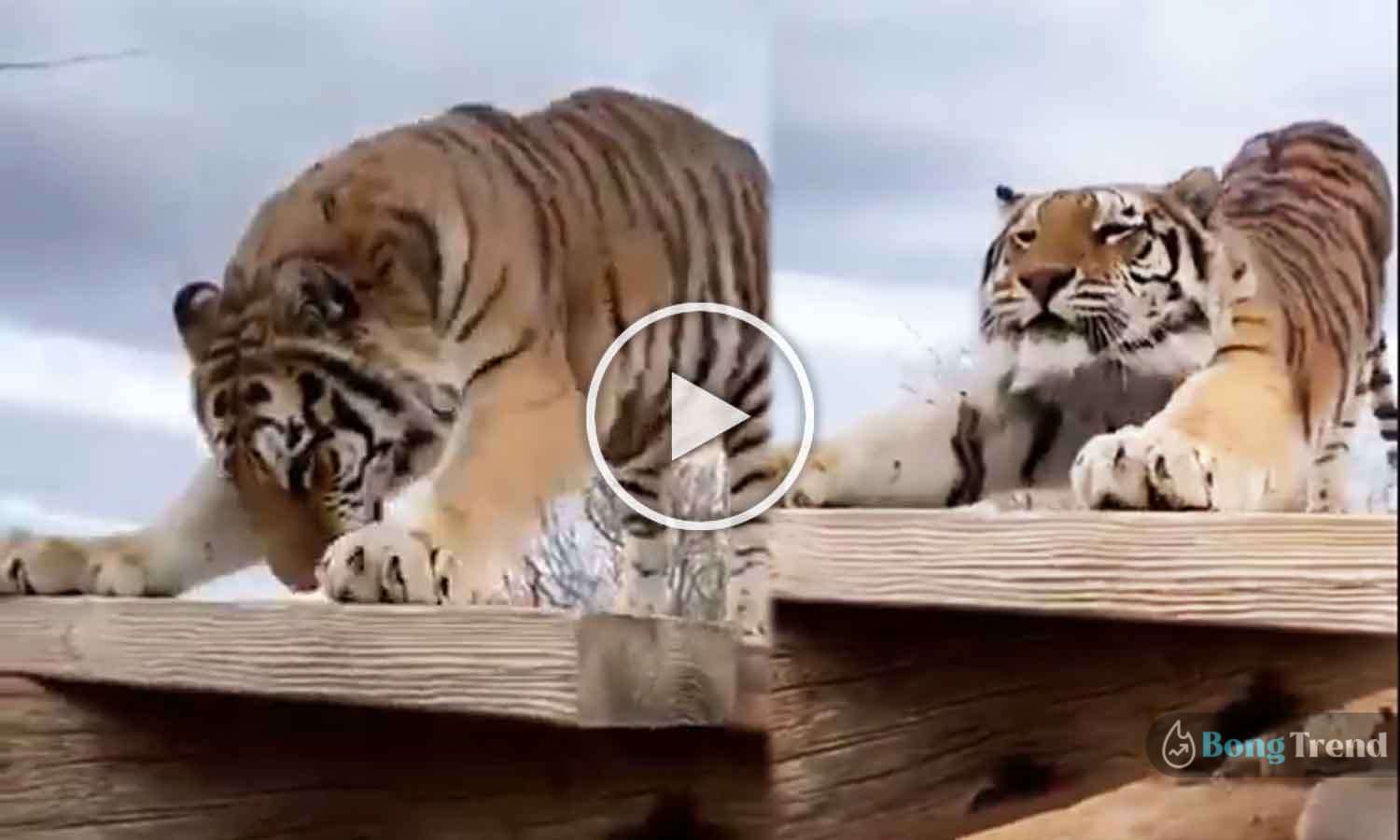 Viral Video,Tiger Pushup video,Tiger doing push ups