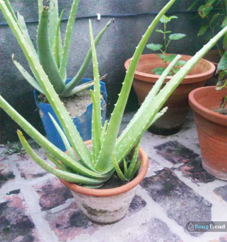 Aloevera cultivation in home